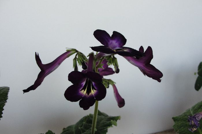  - Alte gesneriaceae