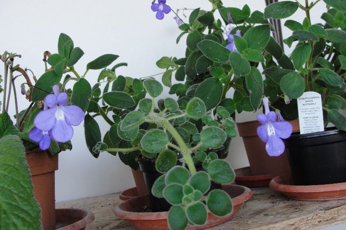  - Alte gesneriaceae