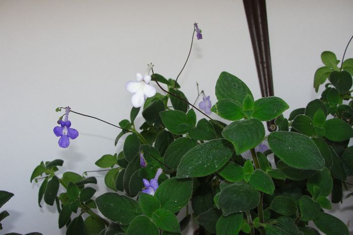  - Alte gesneriaceae