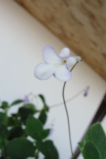 Streptocarpela White Butterfly - Alte gesneriaceae