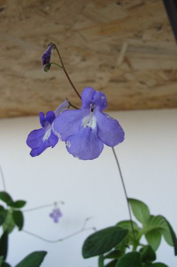  - Alte gesneriaceae