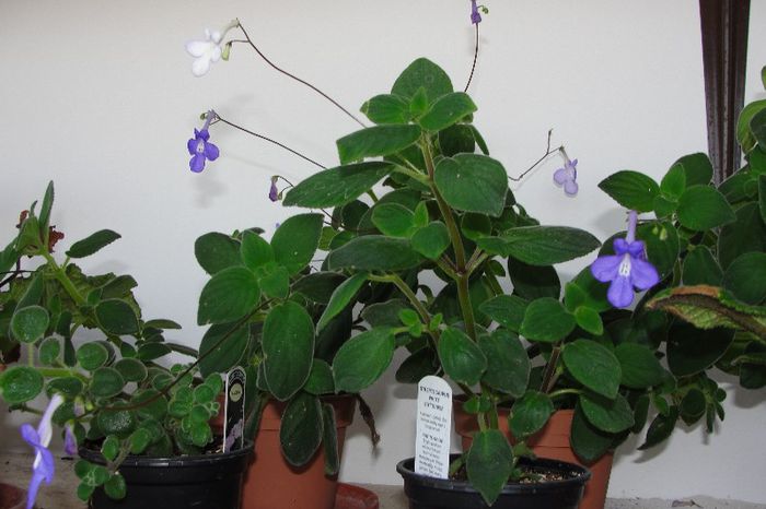  - Alte gesneriaceae