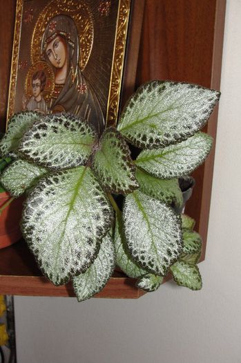  - Episcia L