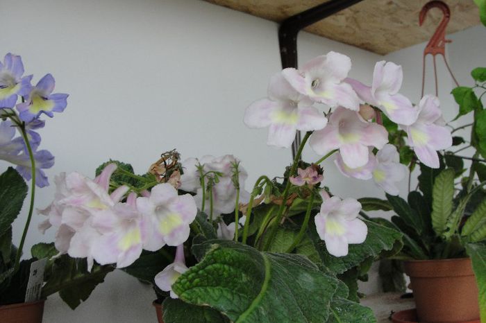  - Alte gesneriaceae