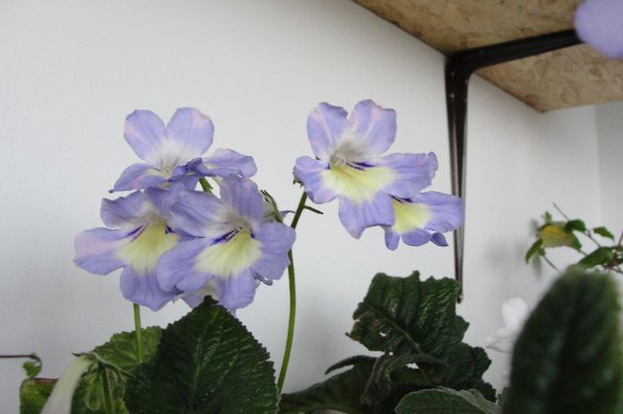  - Alte gesneriaceae