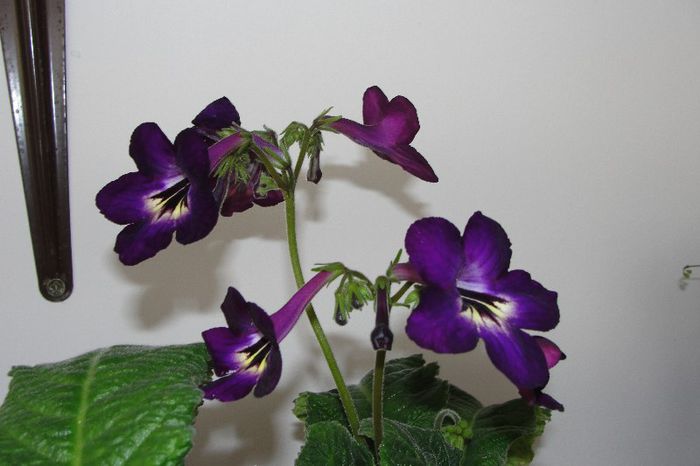  - Alte gesneriaceae