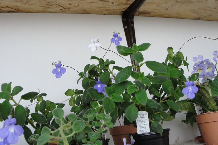  - Alte gesneriaceae