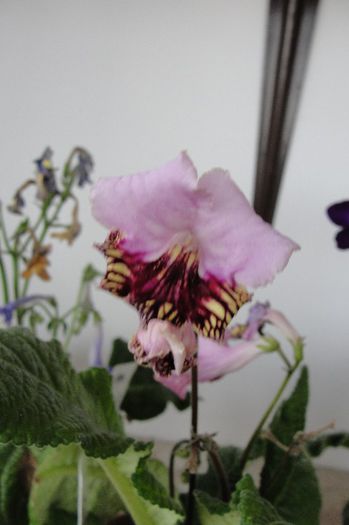 - Alte gesneriaceae