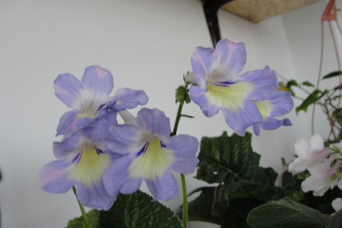  - Alte gesneriaceae