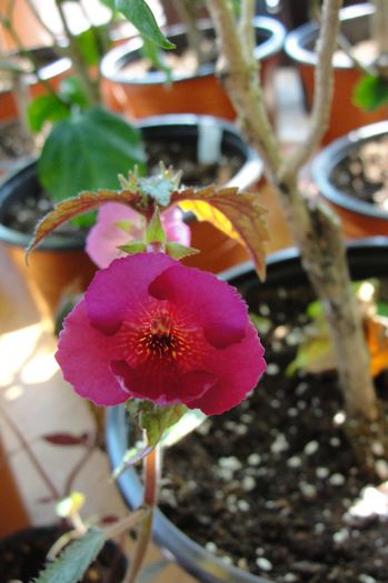 Lady in Black - Achimenes