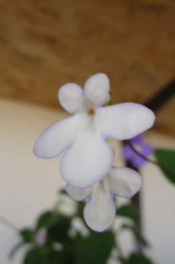  - Alte gesneriaceae