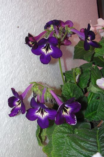  - Alte gesneriaceae