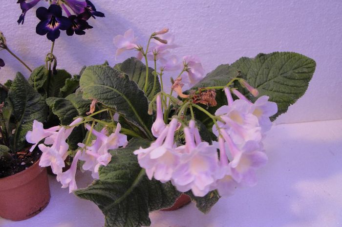  - Alte gesneriaceae