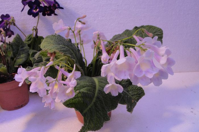  - Alte gesneriaceae