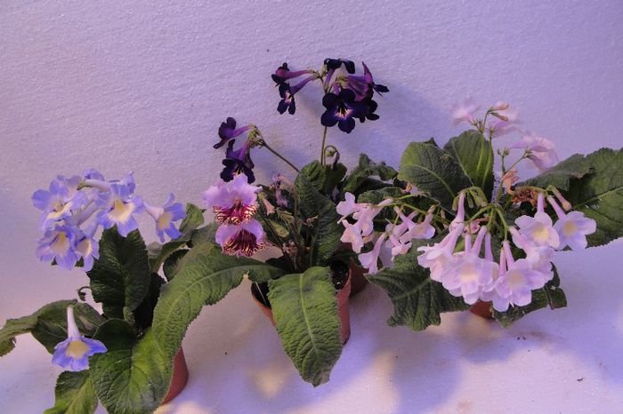  - Alte gesneriaceae