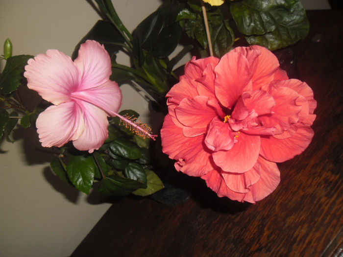 Dainty Pink   Toledo