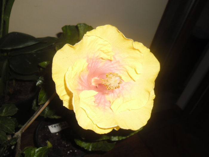 Bon Temps - Hibiscus 2013-2