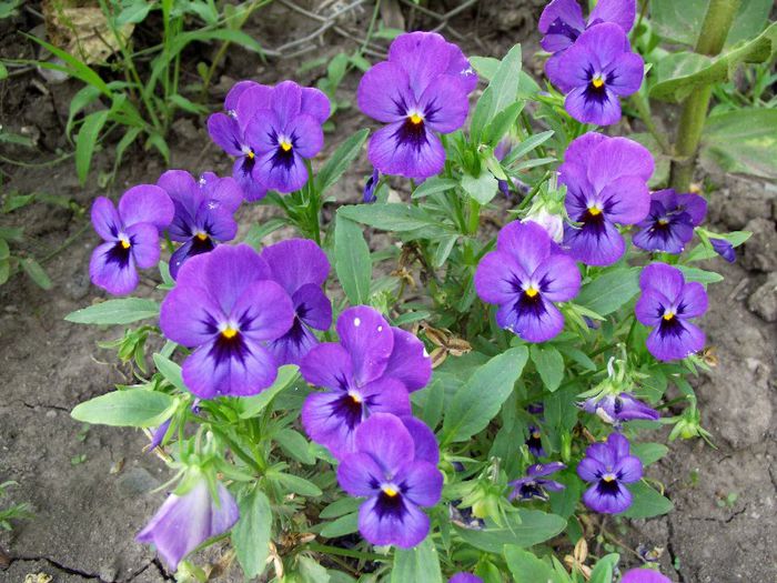 viola(panseluta)