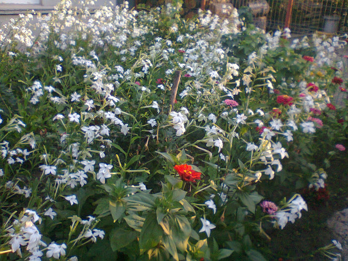 o mare de flori parfumate - Nicotiana affinis-Regina noptii