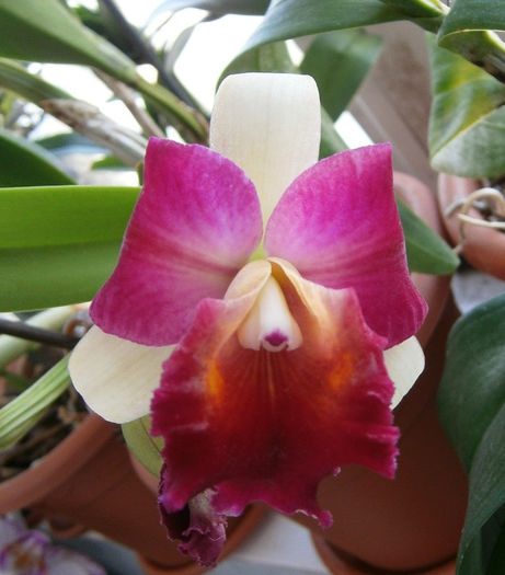 P7140002 - Reinfloriri orhidee 2013