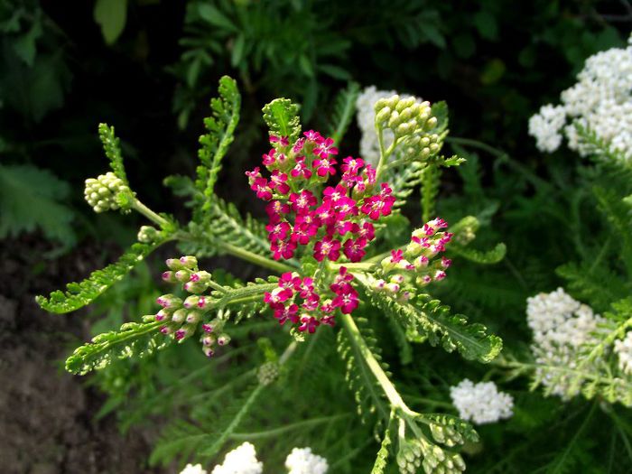 achillea cherry queen