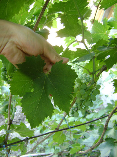 Frunza de alba aromata