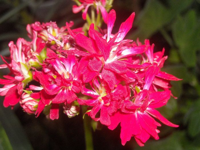 Pixie rosie - 0 Din florile mele