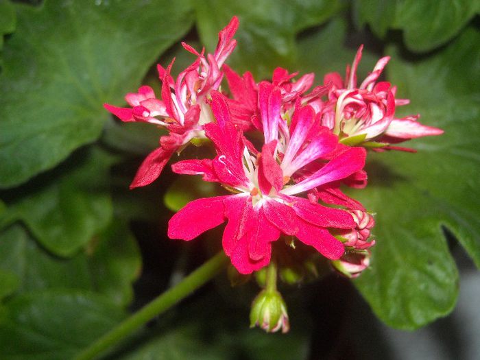  - 0 Din florile mele