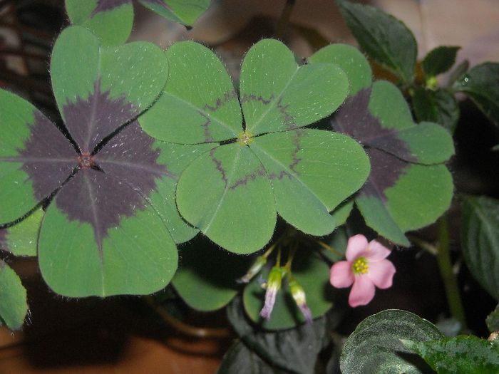  - 0 Din florile mele