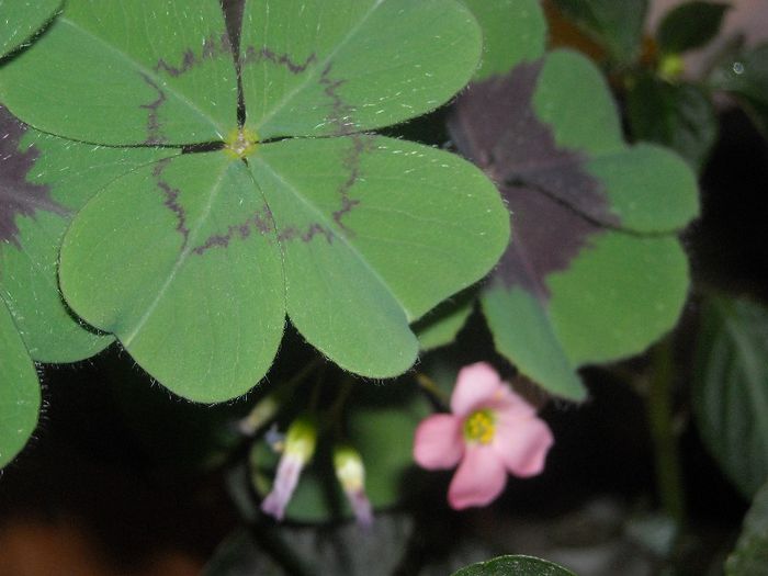  - 0 Din florile mele