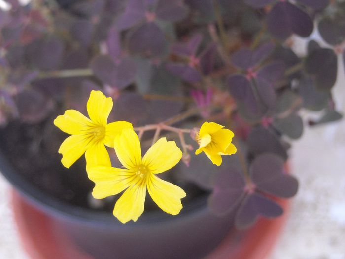  - 0 Din florile mele