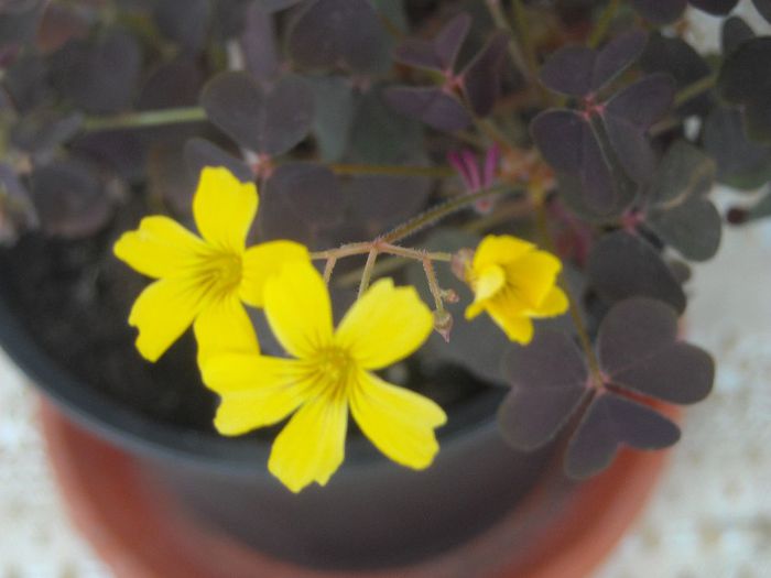  - 0 Din florile mele