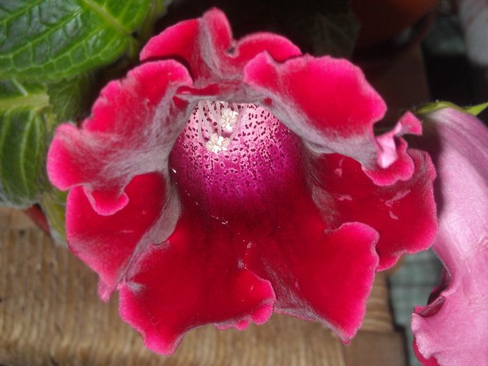  - 0 Din florile mele