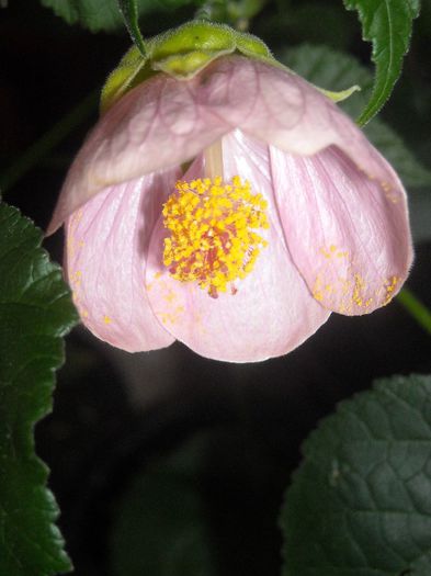 Roz - 0 Din florile mele