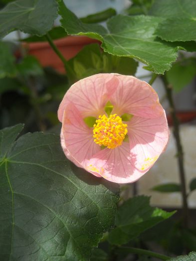  - 0 Din florile mele