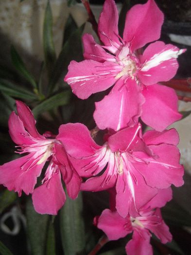  - 0 Din florile mele