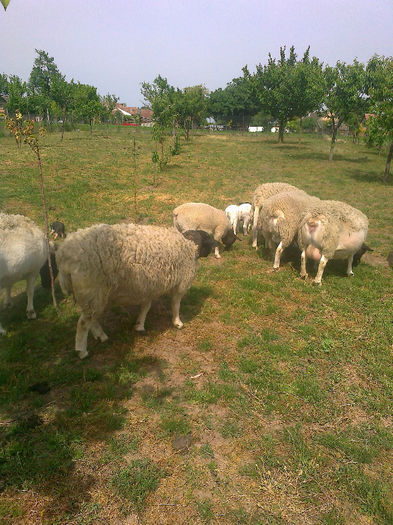 Fotografie0124 - berbecuti DORPER de vinzare