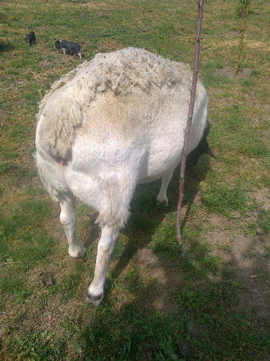 Fotografie0125 - berbecuti DORPER de vinzare
