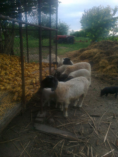 Fotografie0166 - berbecuti DORPER de vinzare