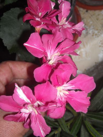  - 0 Din florile mele