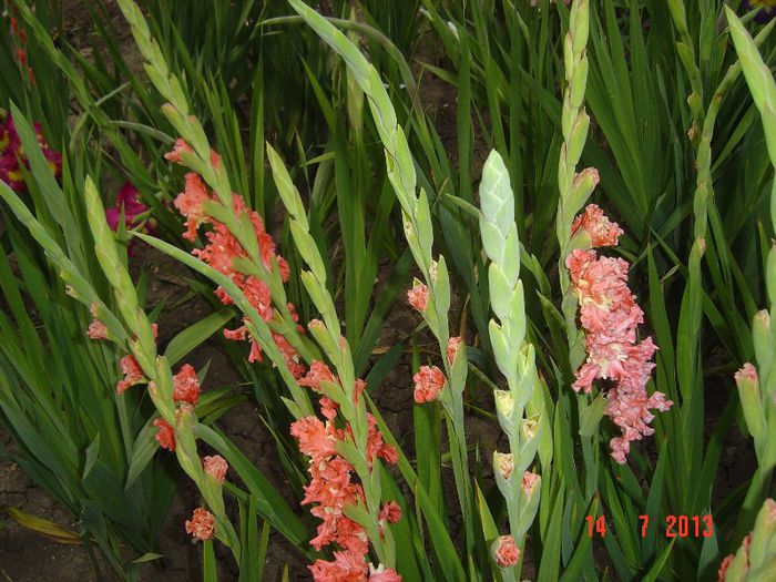 Picture 571 - 0 GLADIOLE-2013