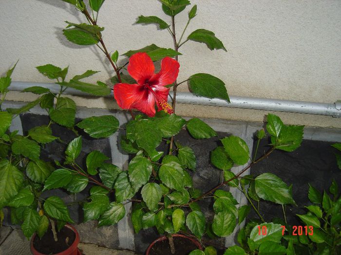 Picture 521 - 0 HIBISCUS