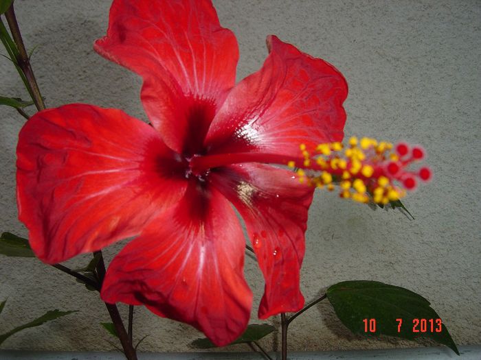 Picture 522 - 0 HIBISCUS