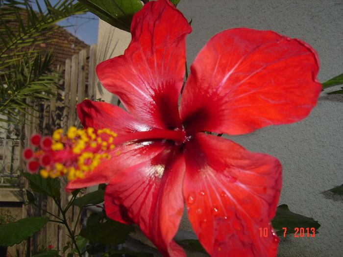Picture 523 - 0 HIBISCUS