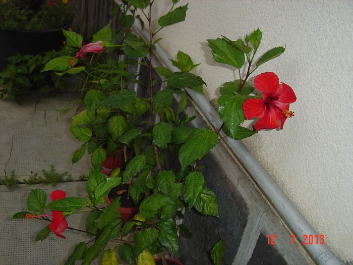 Picture 557 - 0 HIBISCUS