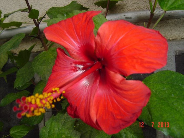 Picture 559 - 0 HIBISCUS