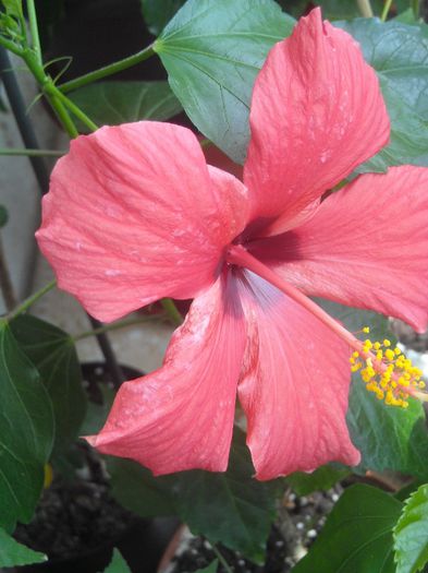  - 0 Din florile mele