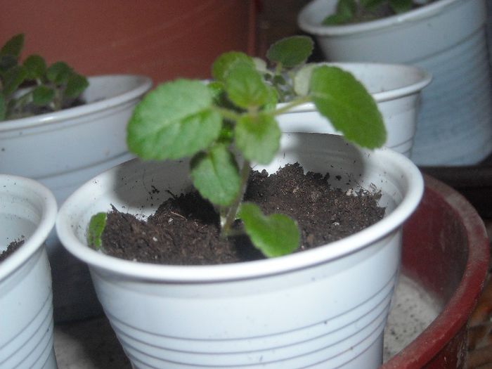 Evolutie sinningii din seminte - 0 Din florile mele