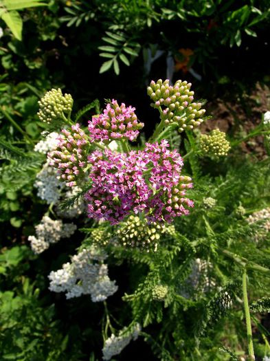 achillea