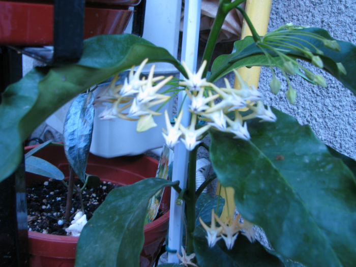 1 - Hoya Multiflora